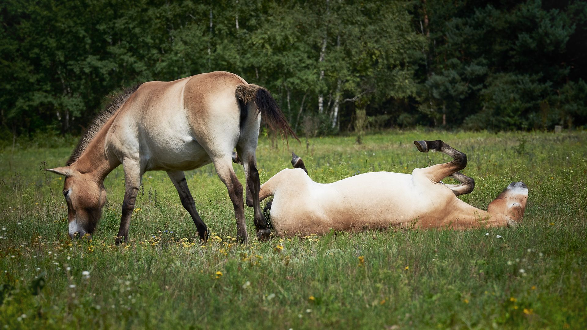 Near Aschaffenburg, wild horses help us to make sure that the areas do not overgrow.