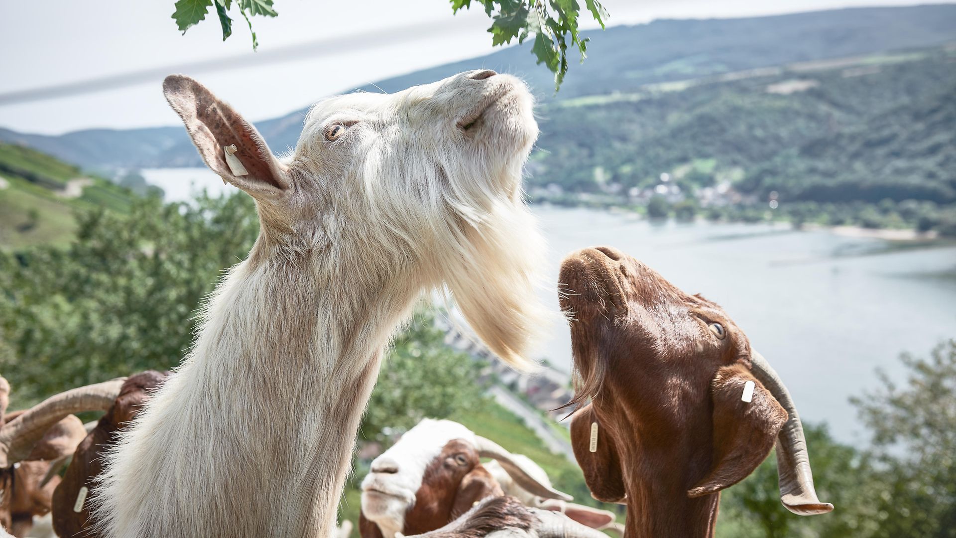 This is green.-no. 70: Boer goats serve us well by grazing on dry grassland in the states of Hesse and Rhineland-Palatinate.